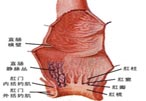 女性直肠炎吃什么药不错？