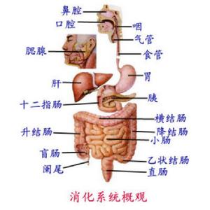 结肠炎